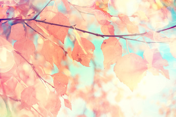 yellow leaves bokeh seasonal background / beautiful autumn leaves yellow branches abstract background, leaf fall concept