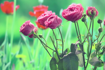 bouquet of pink roses background / holiday concept, beautiful pink flowers background