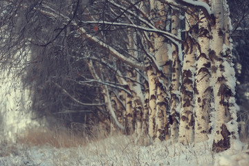 Winter in the Russian village / winter landscape, forest in Russia, snow-covered trees in the province