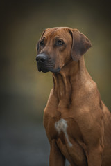 Fototapeta na wymiar Close up portrait of a rhodesian ridgeback dog.