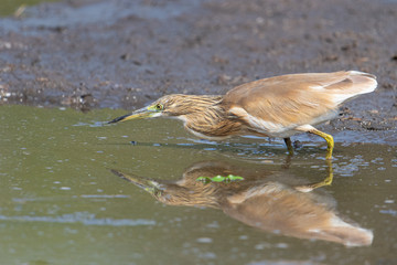 Squacco Heron