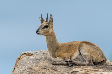 Klipspringer antelope