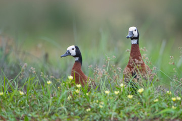 duck on grass