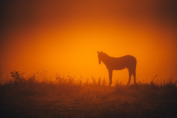Fototapeta na wymiar Alone horse grassing on autumn morning meadow.