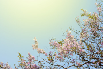 Purple Flowering Tree and The sun passed through the branches