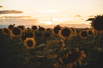 sunset in field of sunflowers