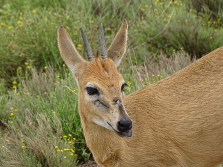 Duiker 350