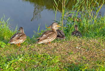 ducks on the grass