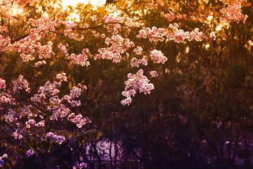 Purple Flowering Tree and The sun passed through the branches