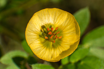 yellow circular flower top shot