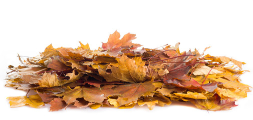 Autumn background. Orange maple leaves in a pile in front of an isolated white background day