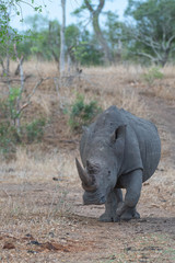 White Rhino
