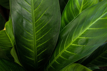 abstract green leaf texture, nature background, tropical leaf