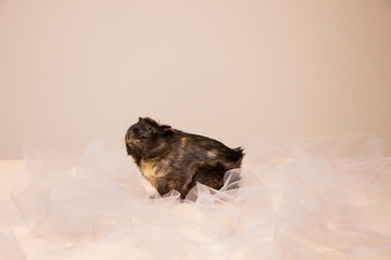 Cute and funny guinea pig