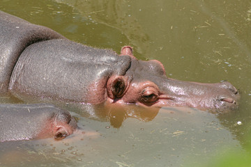 hipopótamo en zoológico 
