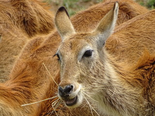 Lechwe Weibchen 321