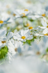 Obraz premium White Purity Cosmos In Garden, White Flowers 