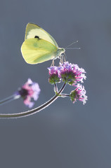 White cabbage butterfly against blue background