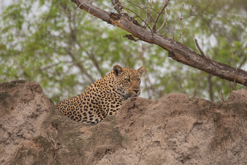 Female Leopard in Kruger