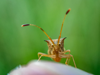 Leaf-footed bug (Homoeocerus marginellus) front view super close up