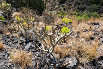 grand canaria hiking in mountains