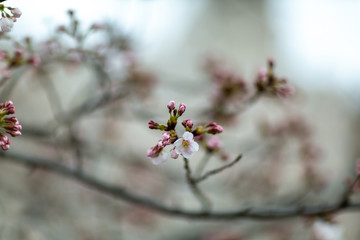 桜のツボミ