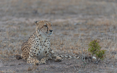 Cheetah lying down