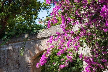 Purple Flowers and An Old Stone Arch in Rome
