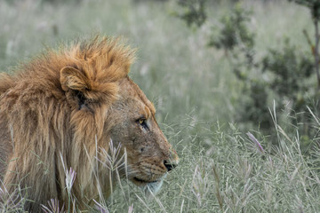 portrait of a lion