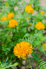 Marigold Flower (botanical name is Tagetes Erecta) is Blooming in Natural Botanical Garden.