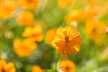 Sulfur Cosmos, Yellow Cosmos