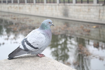 close up isolated pigeon on the city embankment of the river, autumn