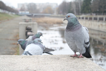 close up pigeons on a river embankment in city, grey background,  autumn