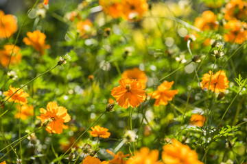 Sulfur Cosmos, Yellow Cosmos