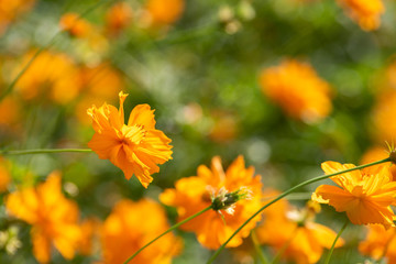 Sulfur Cosmos, Yellow Cosmos