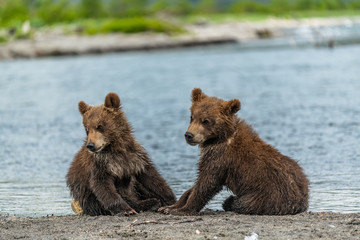 Ruling the landscape, brown bears of Kamchatka (Ursus arctos beringianus)