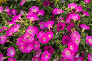 Petunia flower