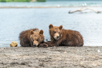 Ruling the landscape, brown bears of Kamchatka (Ursus arctos beringianus)