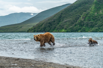 Ruling the landscape, brown bears of Kamchatka (Ursus arctos beringianus) © vaclav