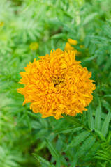 Marigold Flower (botanical name is Tagetes Erecta) is Blooming in Natural Botanical Garden.