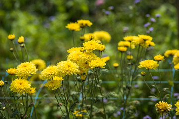  chrysanthemum flower