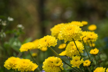  chrysanthemum flower
