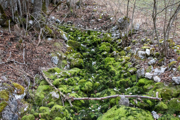 Green moss in winter 
