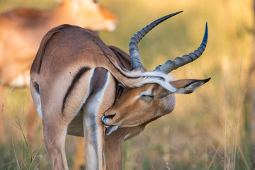 Male Impala