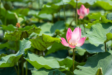 pink Lotus flower