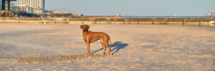 Dog standing at the seaside. Panoramic. Rhodesian ridgeback.