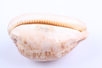 sea shell isolated on white