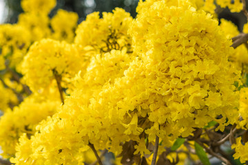 Silver trumpet tree flower