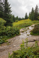 Fototapeta na wymiar Mountain landscape. Mountain trails and forest after rain. 