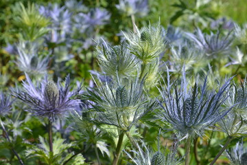 Eryngium, also known as eryngo or Sea Holly, flowering plants in the garden